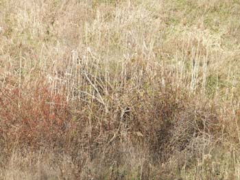 PICT0064
